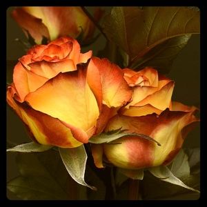 Meet your Posher, Rivki